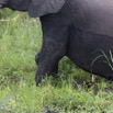 065 LOANGO 2 Akaka Riviere Rembo Ngove Nord Berge et Mammalia Proboscidea Elephant Loxodonta africana cyclotis 15E5K3IMG_106911wtmk.jpg